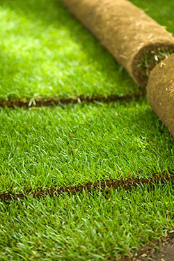 Synthetic Grass Lawns