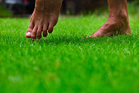 Synthetic Grass Lawns